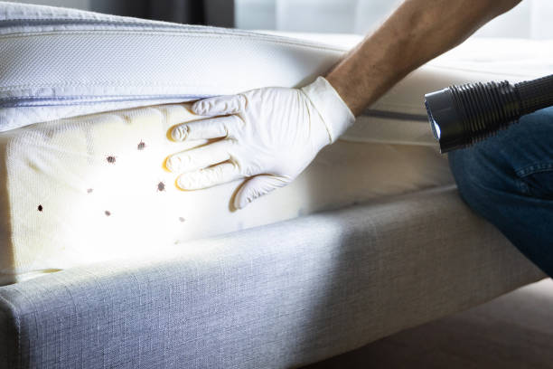 Best Mosquito Control Services  in Williams, CA