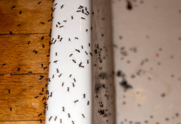 Pest Control Cost in Williams, CA